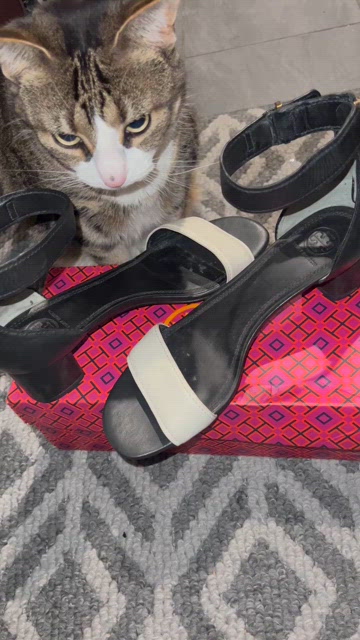 Tory Burch | Shoes | Tory Burch Sandals Color Block Black  display picture 2